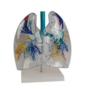 Transparent PVC Anatomical Lungs Model Shows of Bronchial Tree System,