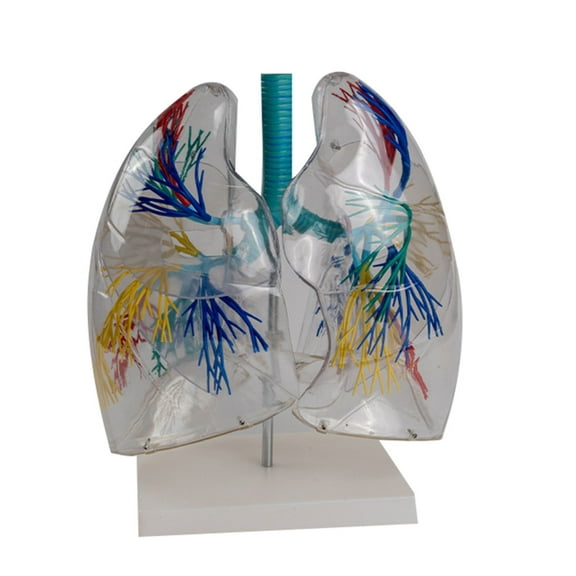 Transparent Human Lungs Anatomical Model Respiratory System Pulmonary Segments Anatomy Model for Teaching Aids