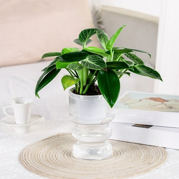 Transparent Hydroponic Small Potted Plant Pots, Indoor Living Room Desktop Transparent Hydroponic Plastic Flower Pots, A Must For Green Plant Lovers, Transpare Home Decor Of The Day