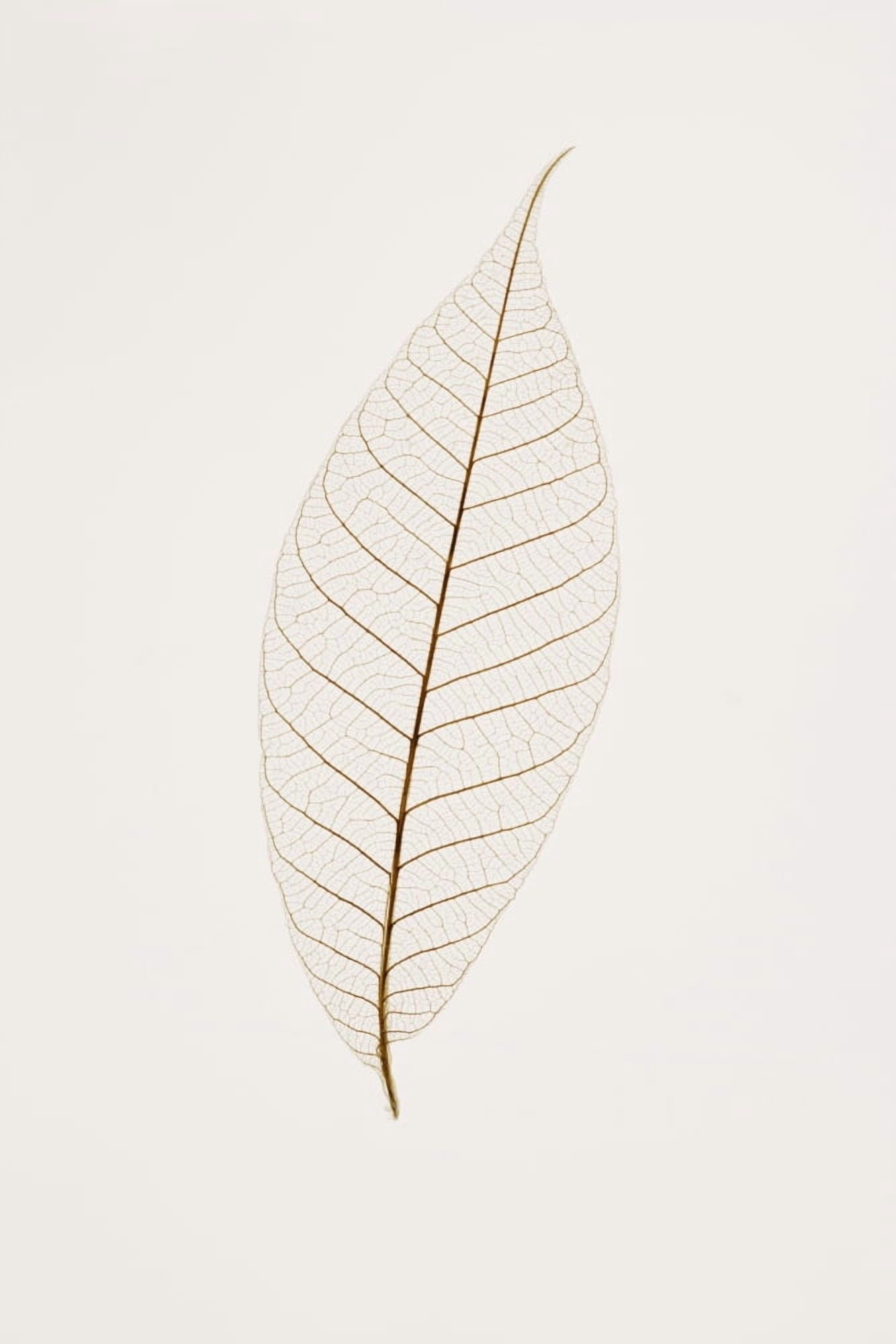 Transparent Leaf Canvas Art - Kelly Redinger Design Pics (12 x 18)