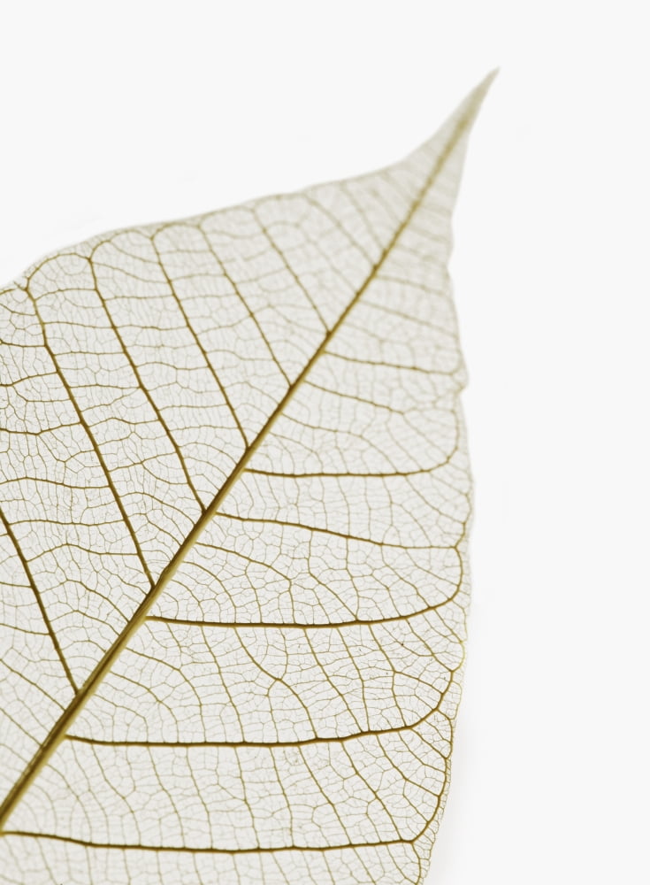 Transparent Leaf Canvas Art - Kelly Redinger Design Pics (13 x 17)