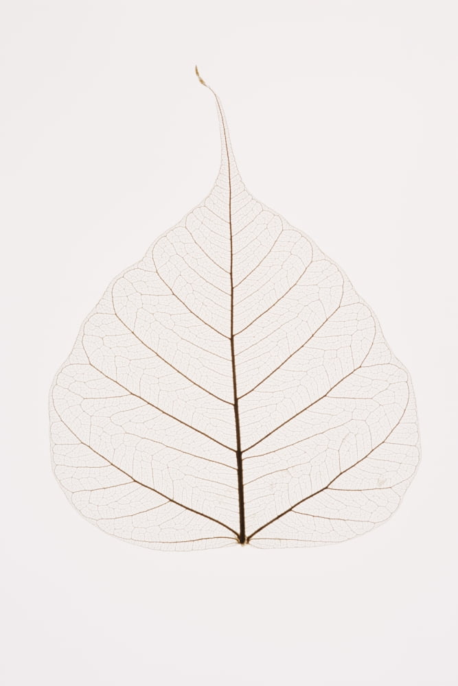 Transparent Leaf Canvas Art - Kelly Redinger Design Pics (24 x 36)