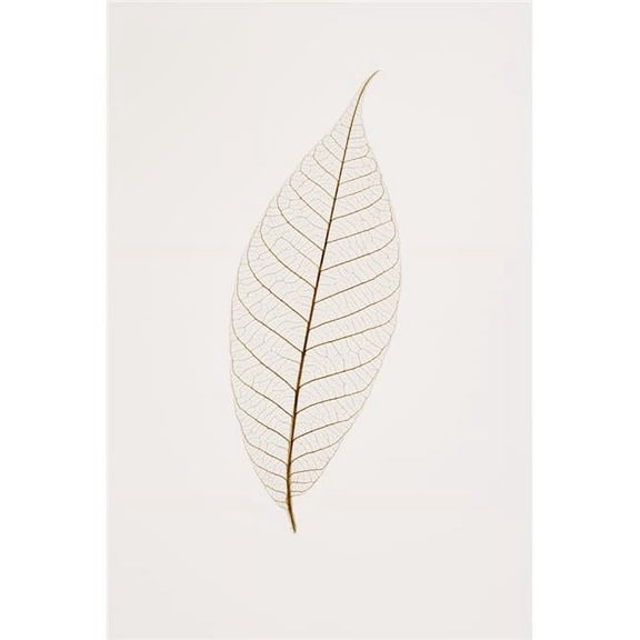 Transparent Leaf Poster Print by Kelly Redinger, 24 x 36 - Large