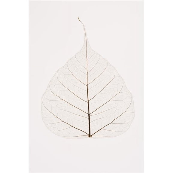 Transparent Leaf Poster Print by Kelly Redinger, 24 x 36 - Large