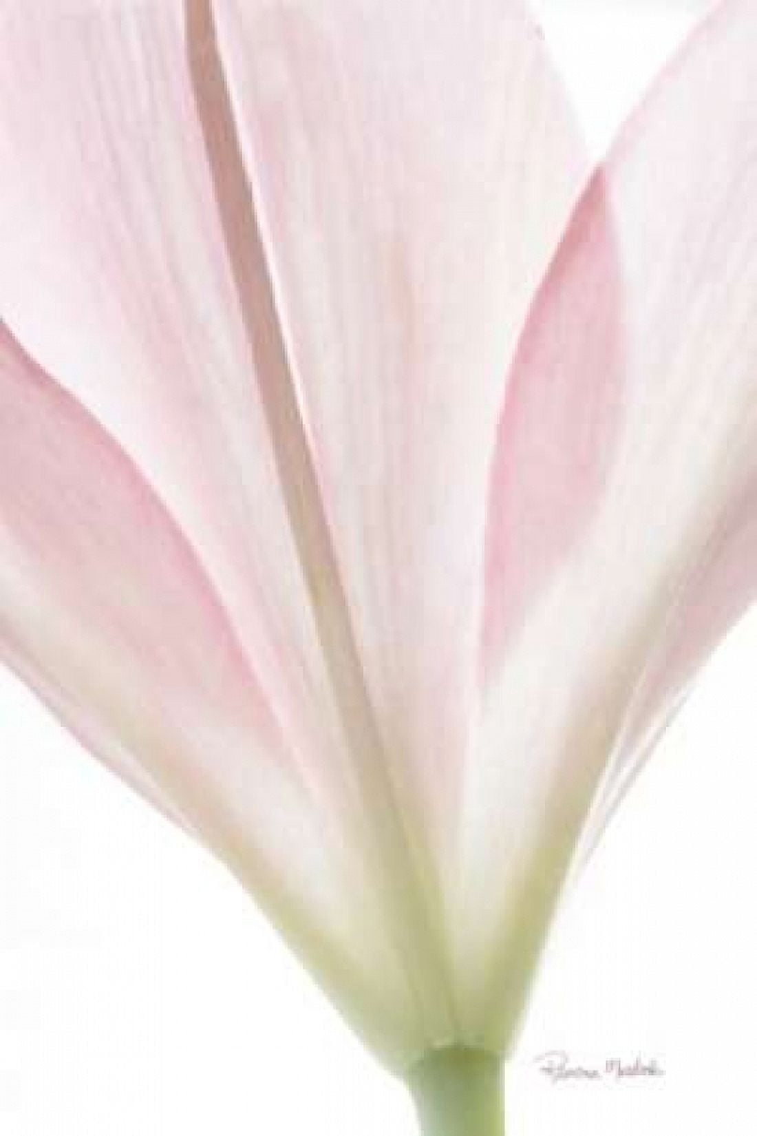 Transparent Lily I Canvas Art - Ramona Murdock (12 x 18)