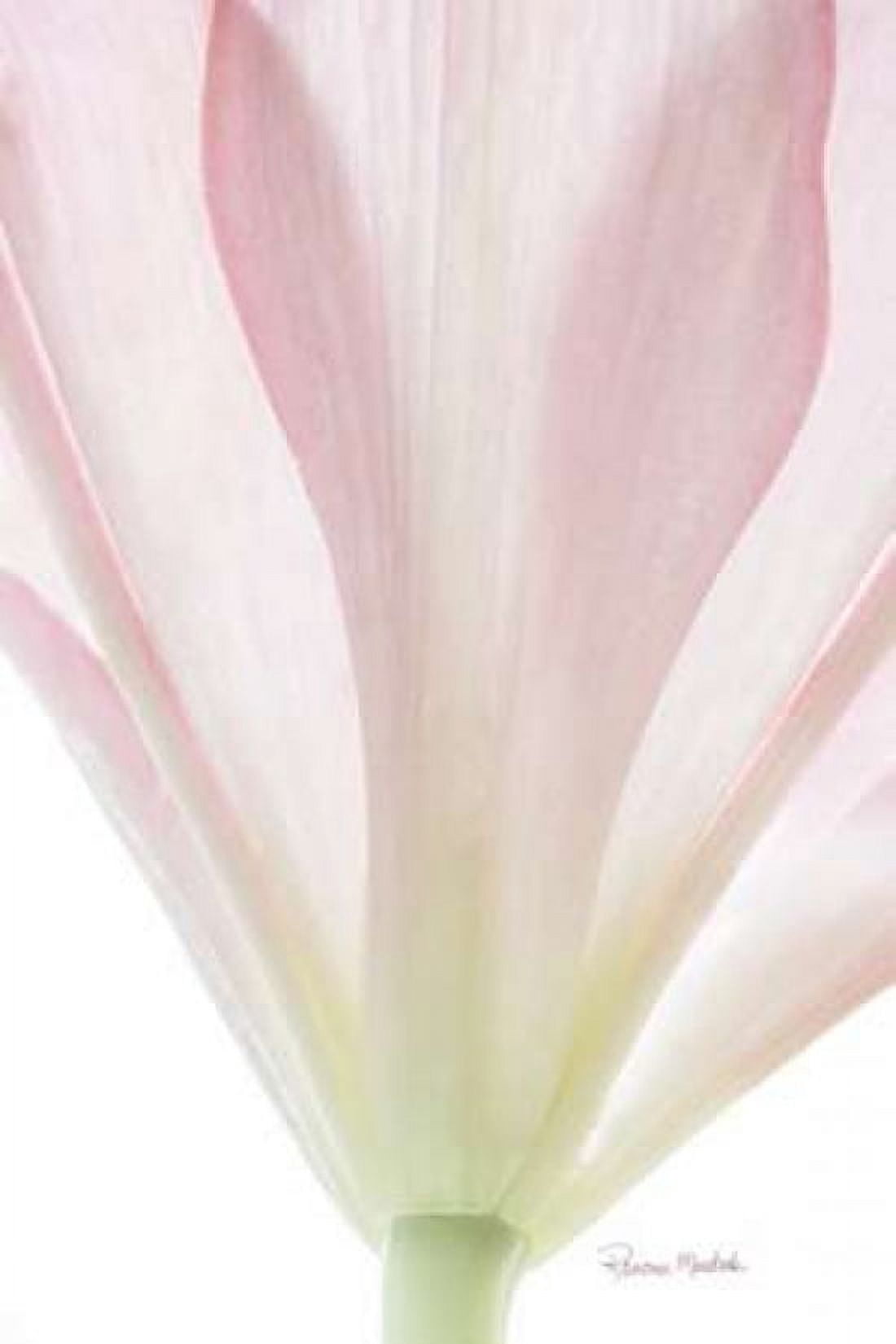 Transparent Lily II Canvas Art - Ramona Murdock (12 x 18)