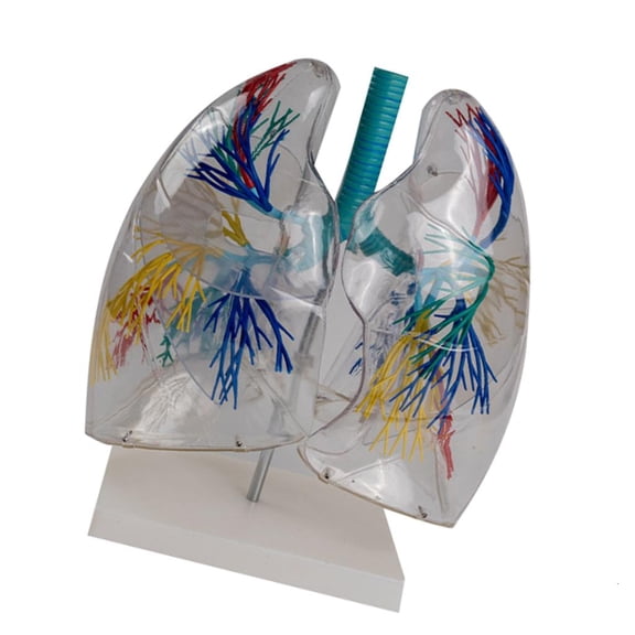 Transparent Lungs Anatomy Model for Medical Teaching
