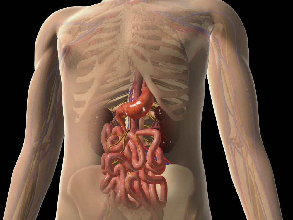 Transparent view of human body showing kidney and intestines Canvas Art - Stocktrek Images (17 x 13)