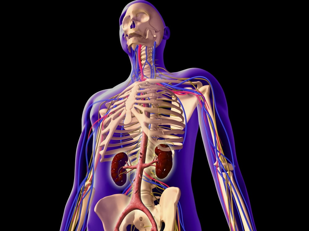 Transparent view of human body showing kidney and skeletal system Canvas Art - Stocktrek Images (33 x 25)