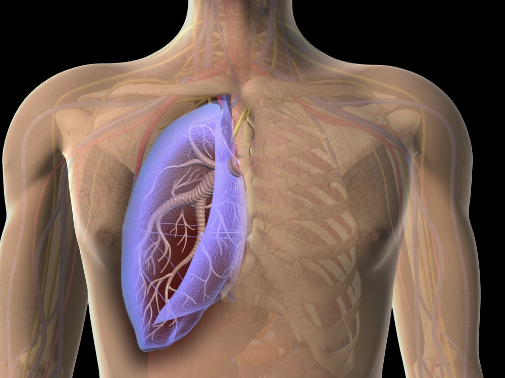 Transparent view of human chest showing the lung Canvas Art - Stocktrek Images (17 x 13)