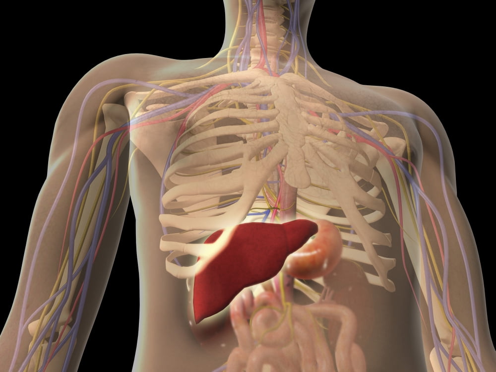Transparent view of human torso showing liver Canvas Art - Stocktrek Images (17 x 13)