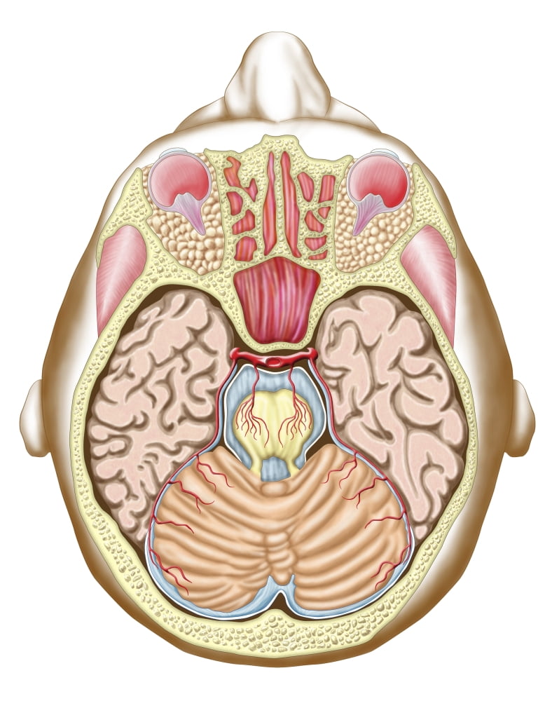 Transverse section of the midbrain Canvas Art - Stocktrek Images (26 x 32)