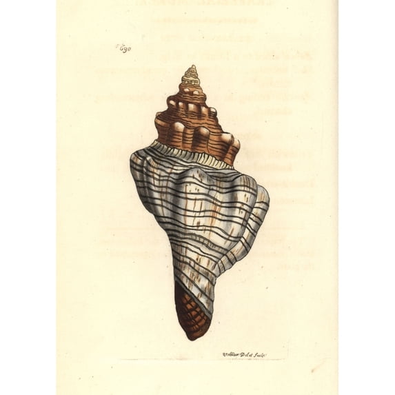 Trapezium Horse Conch, Pleuroploca Trapezium Poster Print By ® Florilegius Mary Evans (18 X 24)