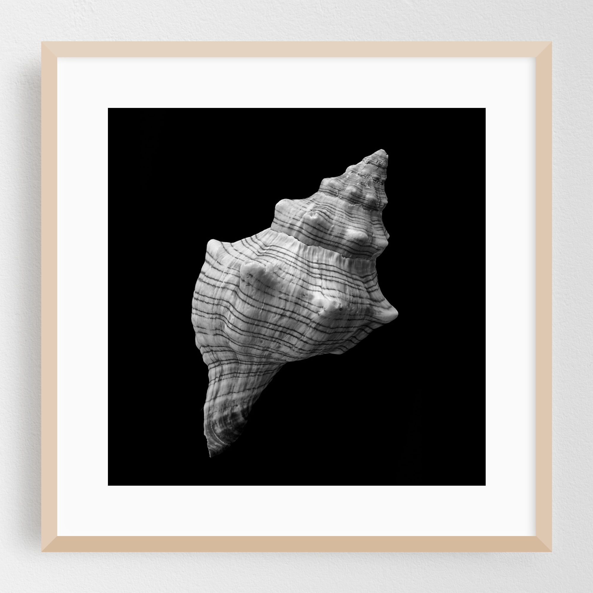 Trapezium Horse Conch sea shell - Photography Black and White ...