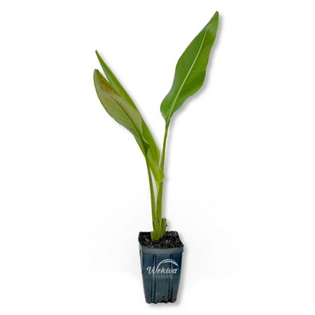 Traveler's Palm - Live Plant in a 4 Inch Growers Pot - Ravenala Madagascariensis - Rare Ornamental Palms of Florida