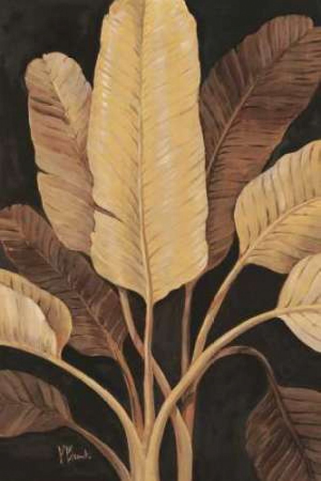 Traveller Palm Canvas Art - Paul Brent (12 x 18)