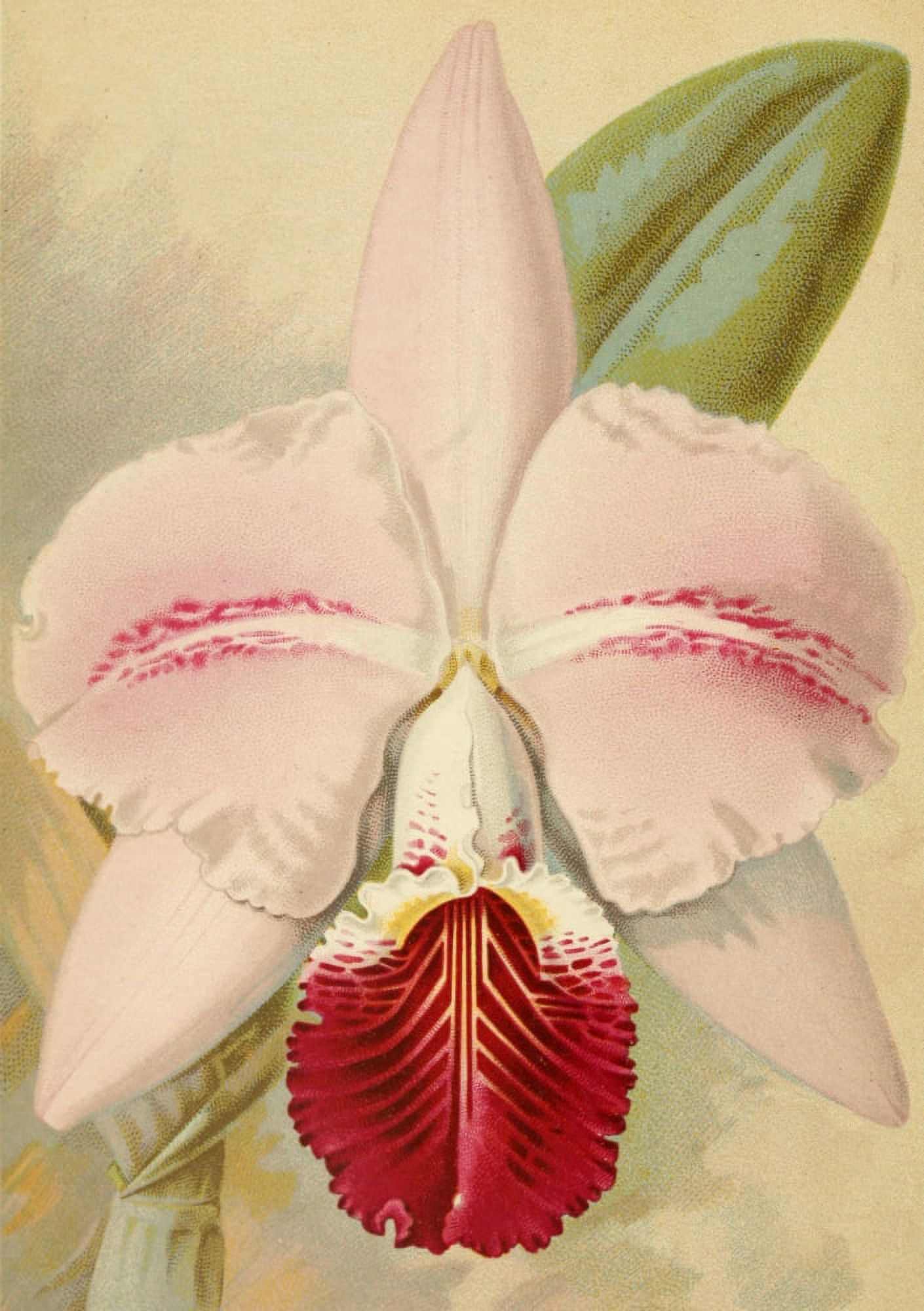 Travels and Adventures of an Orchid Hunter 1891 Empress of India Canvas Art - Joseph Mansell (18 x 24)