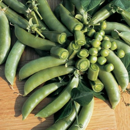 Treated Pea Super Sugar Snap Seed