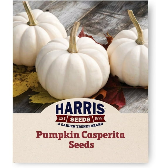 Harris Seeds Treated Pumpkin Casperita F1, Mini White Pumpkin & Winter Squash Variety, 5,000 Count