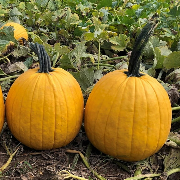 Treated Pumpkin Lemonade F1 Seed
