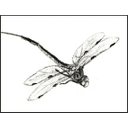 Tred-Not Dragonfly Predator Repellent, Motion Activated Replica Scarecrow