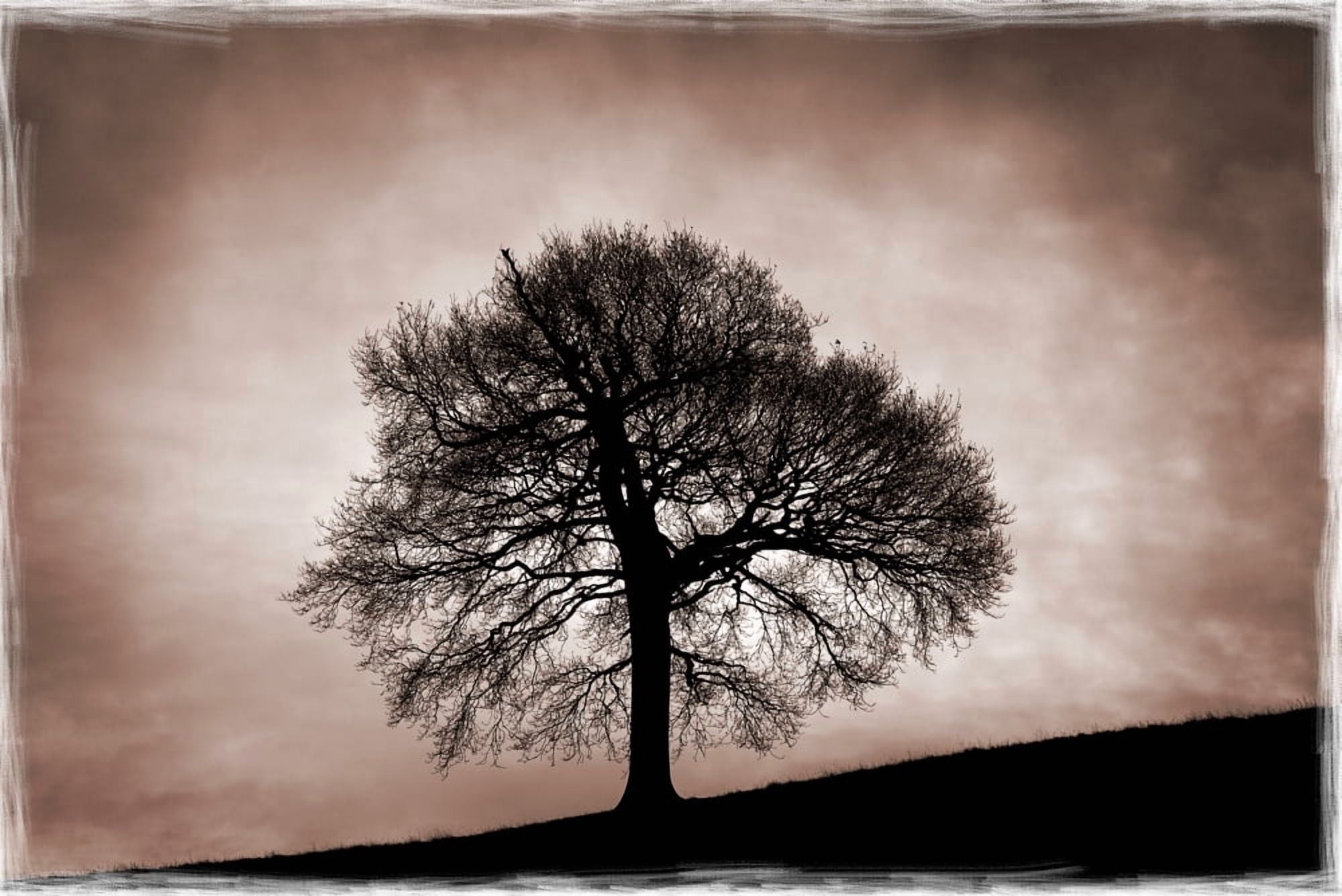 Tree Against A Stormy Sky Canvas Art - Chris Upton Design Pics (17 x 11)