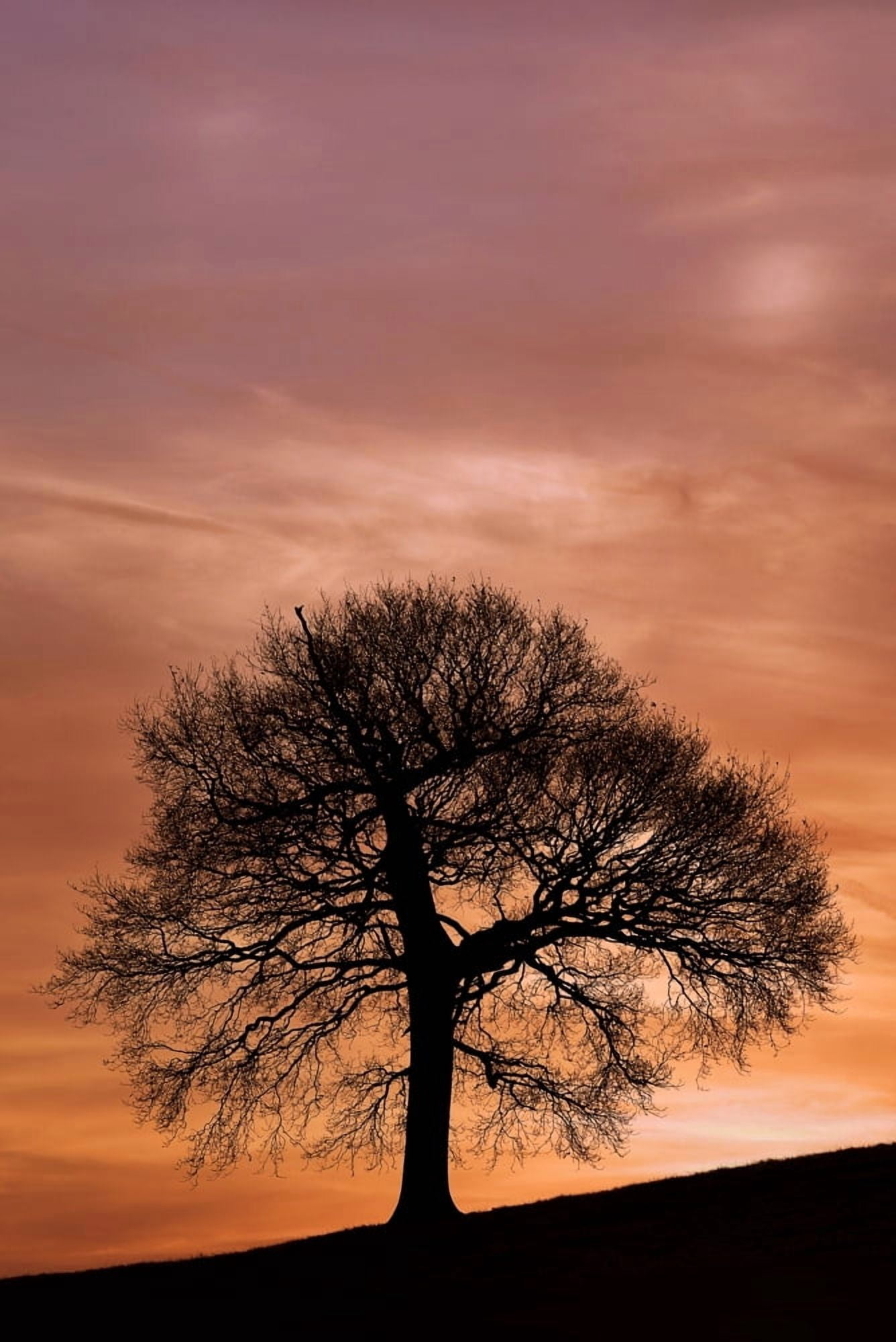 Tree Against A Sunset Sky Nottinghamshire England Canvas Art - Chris Upton Design Pics (11 x 17)