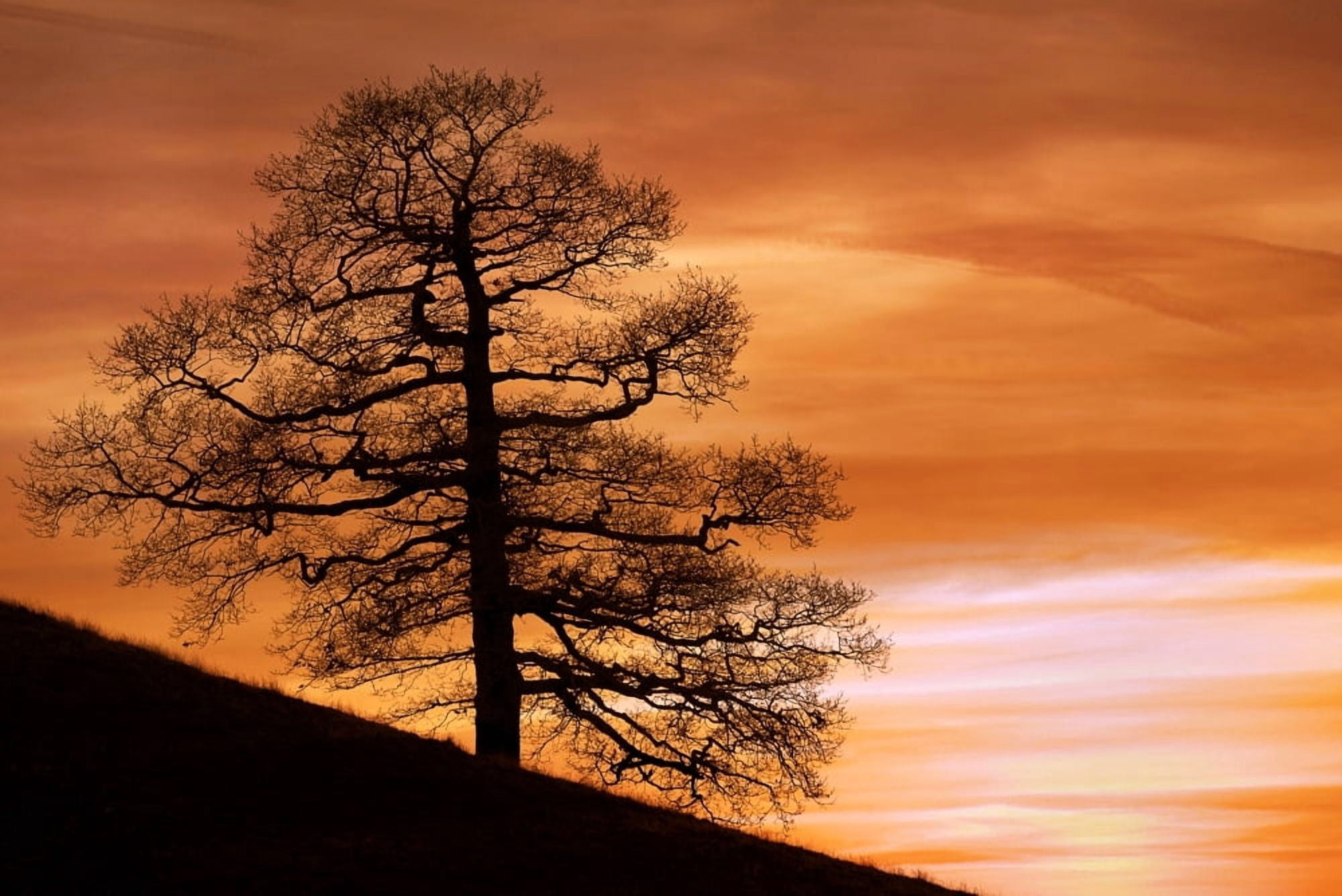 Tree Against A Sunset Sky Nottinghamshire England Canvas Art - Chris Upton Design Pics (17 x 11)