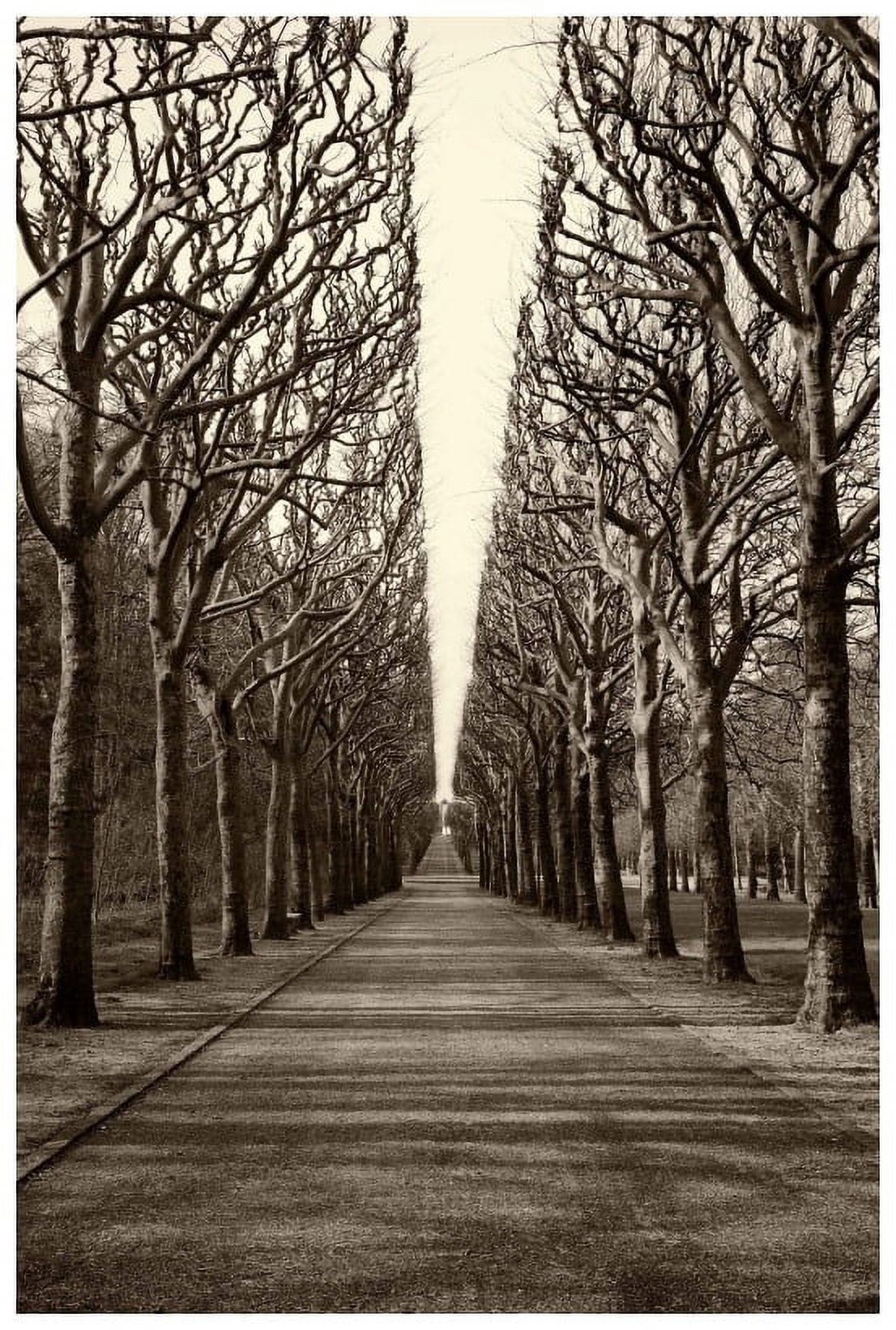"Tree Alley" Painting Print on Wrapped Canvas