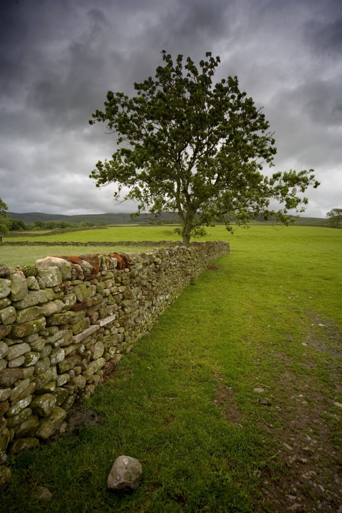 Tree Along A Stone Fence Cumbria England Canvas Art - John Short Design Pics (12 x 18)