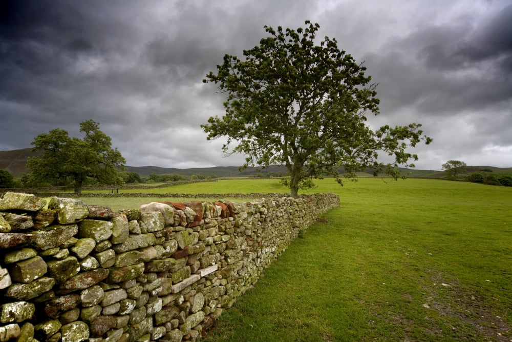 Tree Along A Stone Fence Cumbria England Canvas Art - John Short Design Pics (17 x 11)