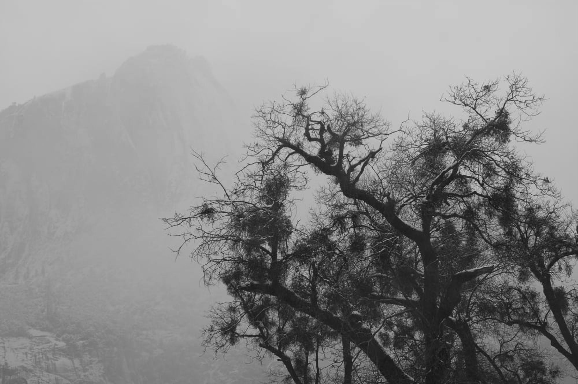 Tree And A Mountain In The Fog In Yosemite Park California Usa Canvas Art - Robert Brown Design Pics (19 x 12)