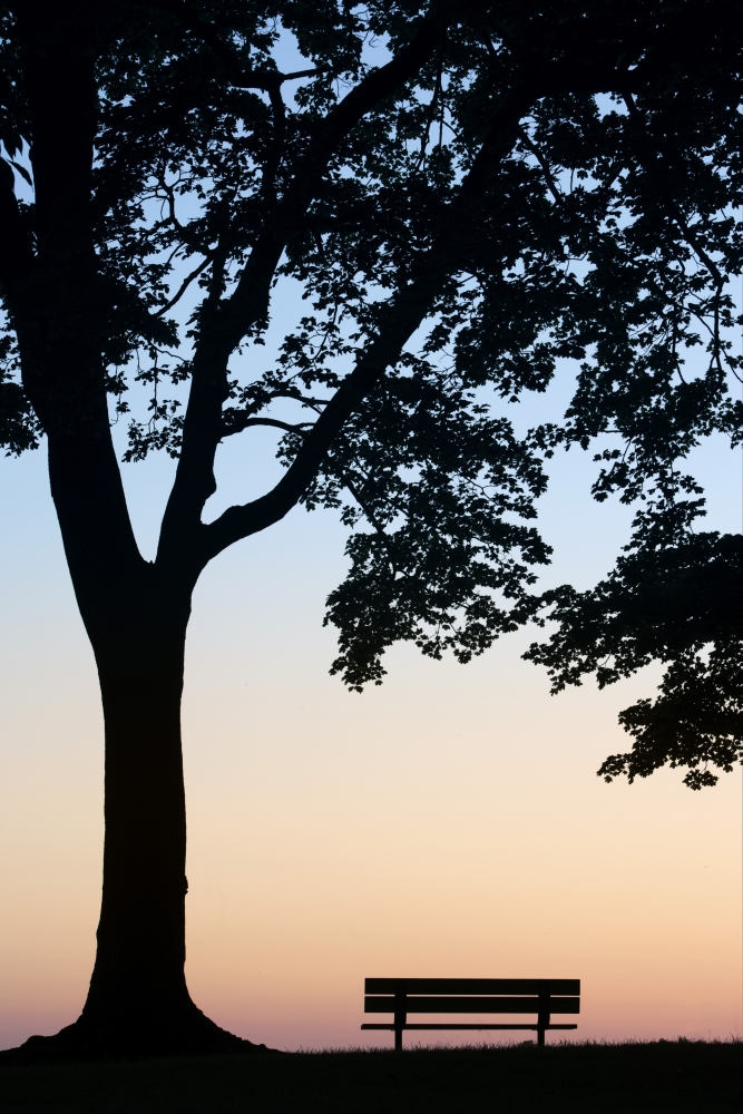 Tree And Bench Silhouette Niagara-On-The-Lake Ontario Canada Canvas Art - Darwin Wiggett Design Pics (11 x 17)