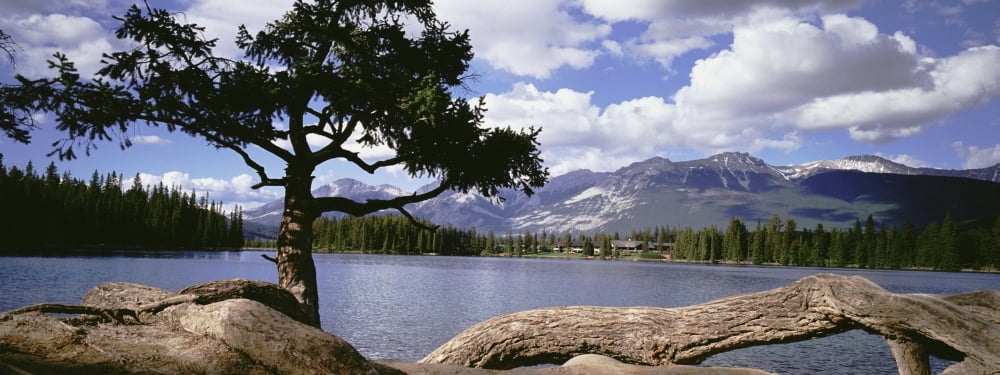 Tree And Fallen Tree Beside Lake Beauvert Canvas Art - Chris Parker Design Pics (22 x 8)