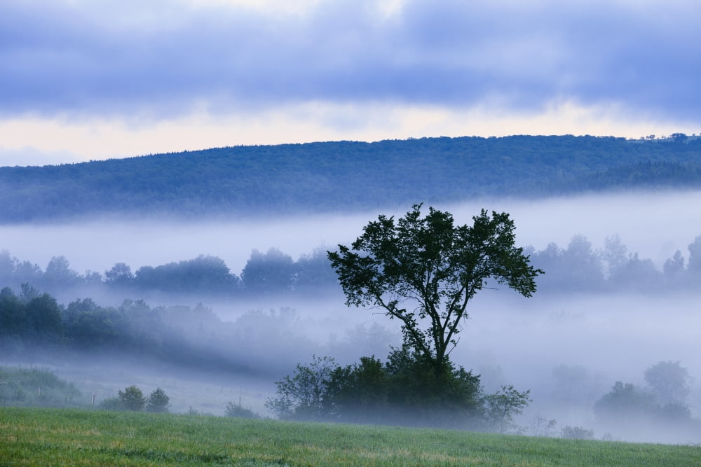Tree And Fog At Dawn Sainte-Helene-De-Chester Quebec Canada Canvas Art - Yves Marcoux Design Pics (36 x 24)