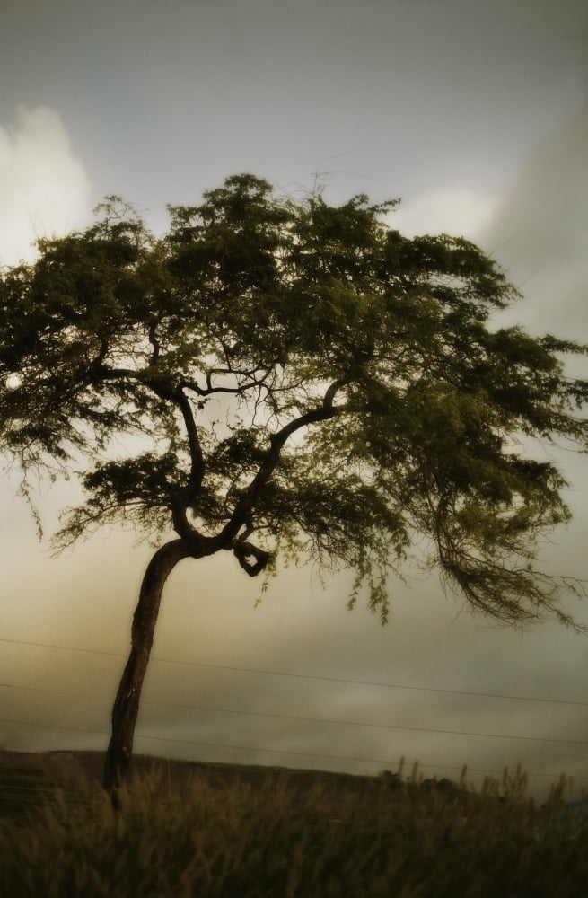 Tree And Stormy Sky Canvas Art - Kristy-Anne Glubish Design Pics (11 x 17)
