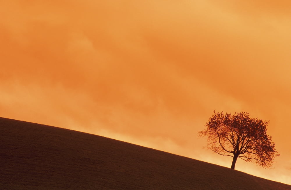 Tree At Dusk In The Black Forest Germany Canvas Art - Bilderbuch Design Pics (17 x 11)