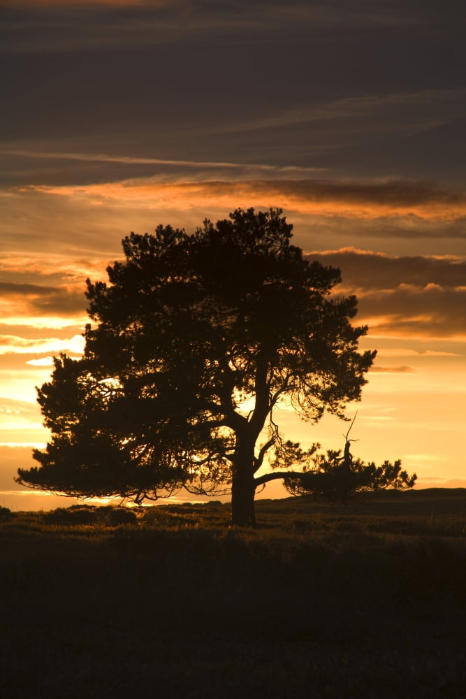 Tree At Sunset North Yorkshire England Canvas Art - John Short Design Pics (12 x 18)