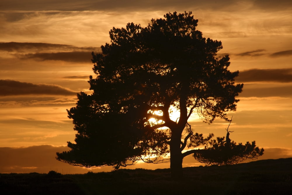 Tree At Sunset North Yorkshire England Canvas Art - John Short Design Pics (36 x 24)