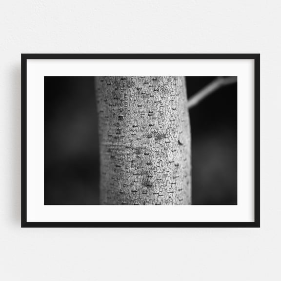 Tree Bark - Manhattan New York Photography Black and White Abstract Nature Forest Woodland Minimalist Botanical Black Framed Wall Art Print 5 x 7 inches