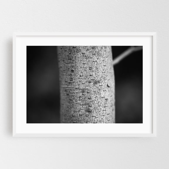 Tree Bark - Manhattan New York Photography Black and White Abstract Nature Forest Woodland Minimalist Botanical White Framed Wall Art Print 20 x 30 inches