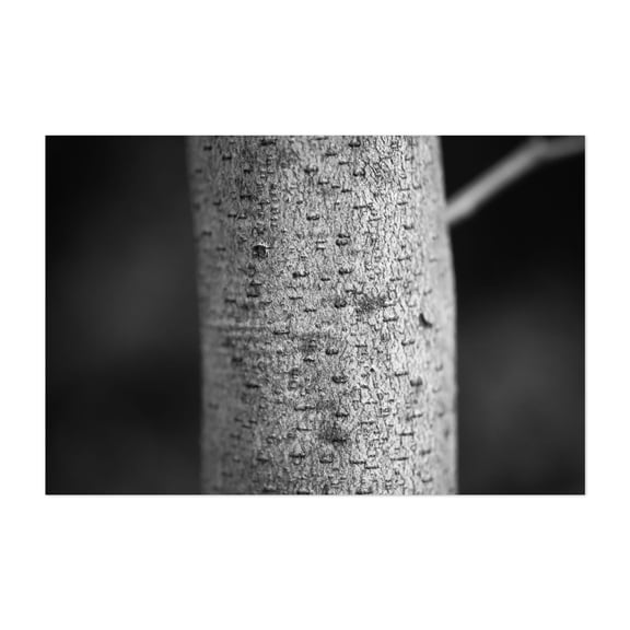Tree Bark - Manhattan New York Photography Black and White Abstract Nature Forest Woodland Minimalist Botanical Unframed Wall Art Print 4 x 6 inches