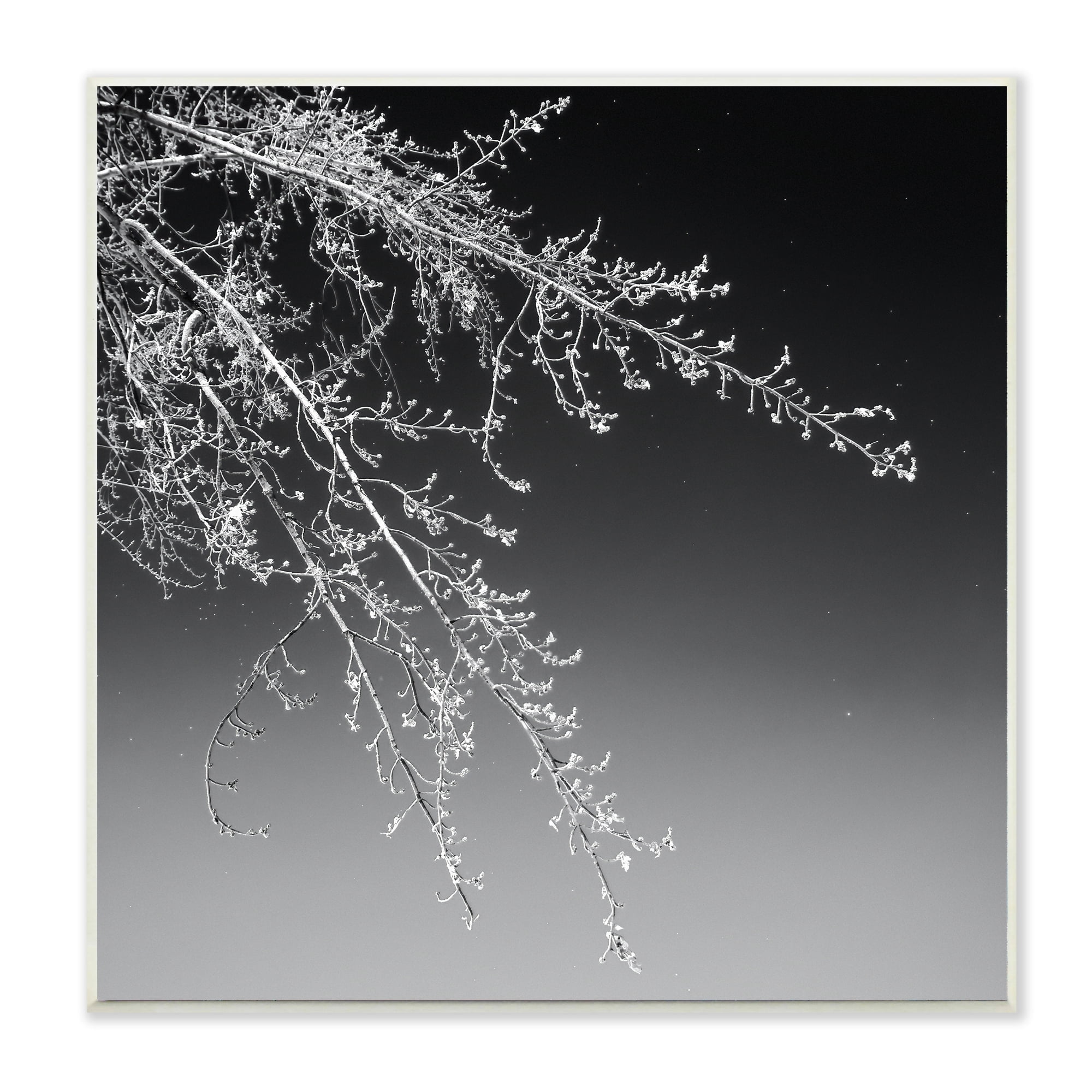 Stupell Industries Tree Branch Black and White Contrasting Starry Sky,12 x 12,Designed by David Pollard