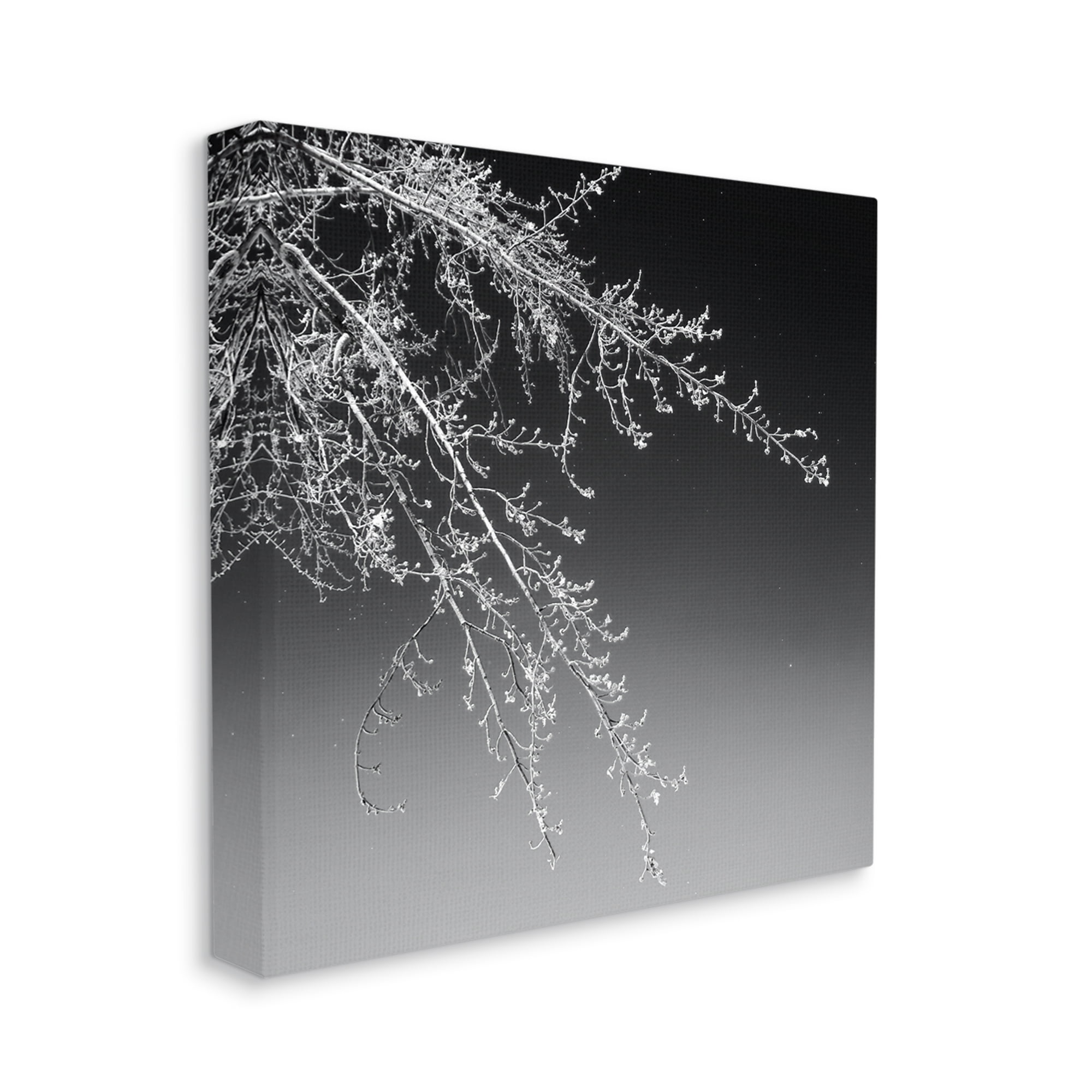 Stupell Industries Tree Branch Black and White Contrasting Starry Sky,36 x 36,Designed by David Pollard