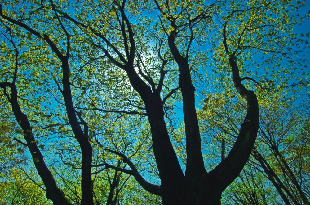 Tree Branches Against A Blue SkyBruce Peninsula National Park Ont Canvas Art - Mike Grandmaison Design Pics (18 x 12)