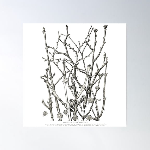 Tree Branches Scientific Illustration Engraving Poster Wall Art, Modern Wall Decor For Living Room Bedroom, 8x12 UNFRAMED