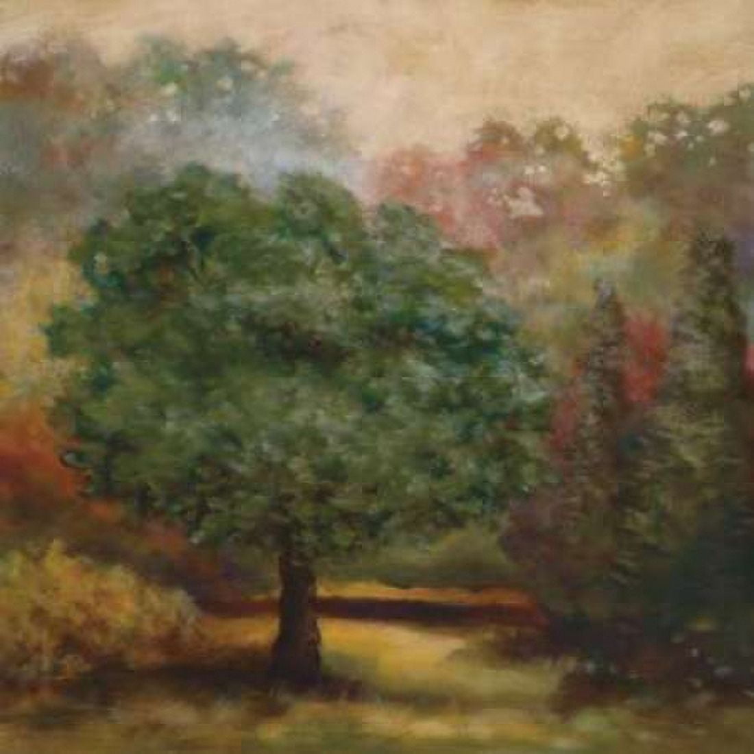 Tree Cast II Canvas Art - Scott Lee (24 x 24)
