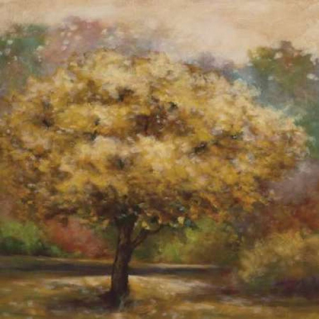 Tree Cast IV Canvas Art - Scott Lee (24 x 24)