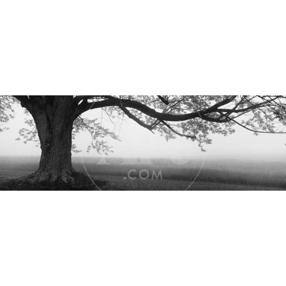 Tree in a Farm, Knox Farm State Park, East Aurora, New York State, USA, Botanical Scenic World Culture Unframed Photographic Print Wall Art Sold by Art.Com