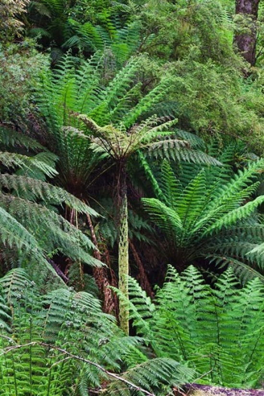 Tree Fern in Melba Gully Great Otway NP Victoria Australia Canvas Art - Martin Zwick DanitaDelimont (24 x 36)